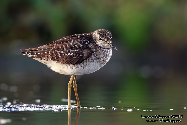 GRÖNBENA / WOOD SANDPIPER (Tringa glareola) - stor bild / full size