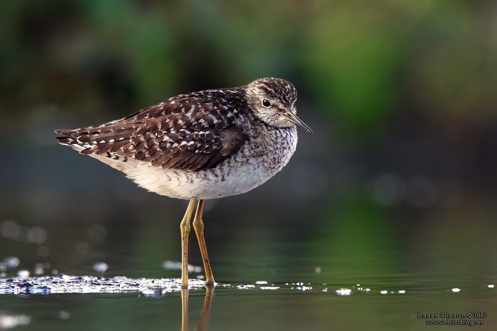 GRNBENA / WOOD SANDPIPER (Tringa glareola) - Stng / Close