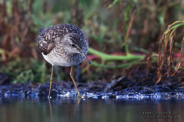 GRÖNBENA / WOOD SANDPIPER (Tringa glareola) - stor bild / full size