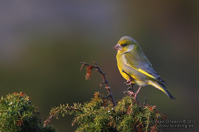 GRÖNFINK  / GREENFINCH (Chloris chloris) - stor bild / full size