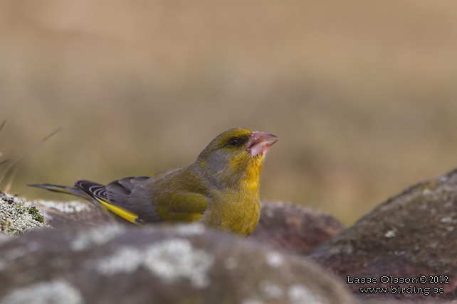 GRÖNFINK  / GREENFINCH (Chloris chloris) - stor bild / full size