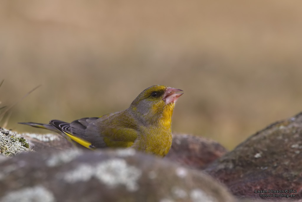 GRNFINK  / GREENFINCH (Chloris chloris) - Stng / Close