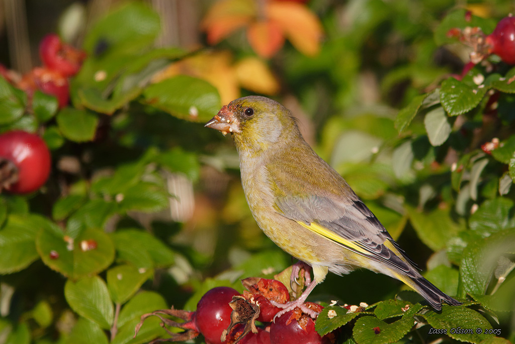 GRNFINK  / GREENFINCH (Chloris chloris) - Stng / Close