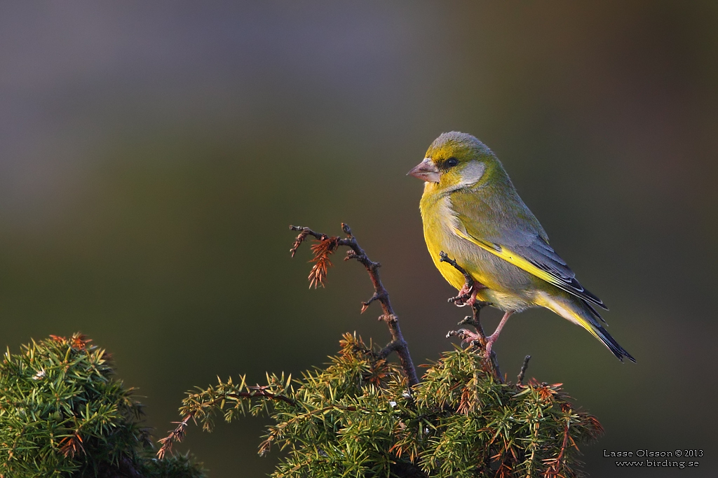 GRNFINK  / GREENFINCH (Chloris chloris) - Stng / Close