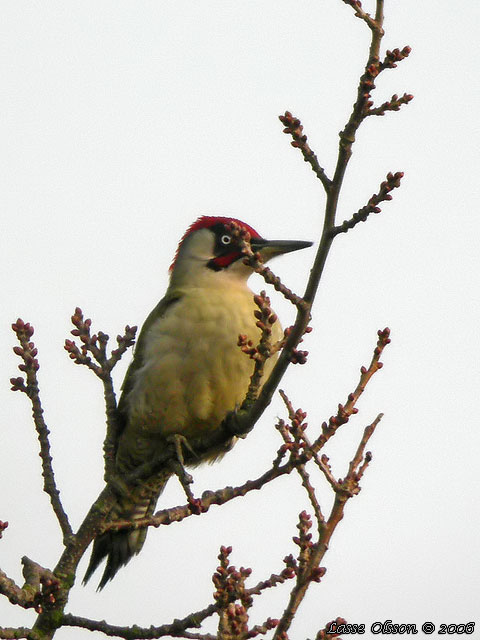 GRNGLING / EUROPEAN GREEN WOODPECKER (Picus viridis) - adult female