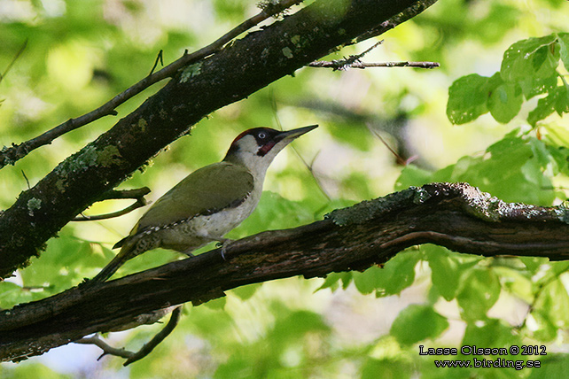 GRÖNGÖLING / EUROPEAN GREEN WOODPECKER (Picus viridis) - adult female