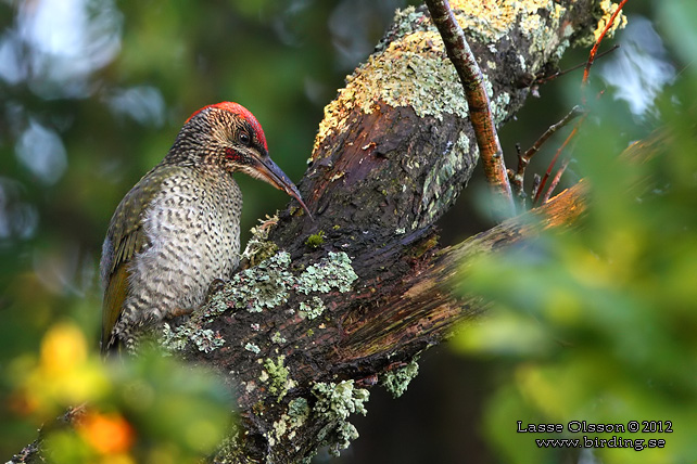 GRÖNGÖLING / EUROPEAN GREEN WOODPECKER (Picus viridis) - adult female