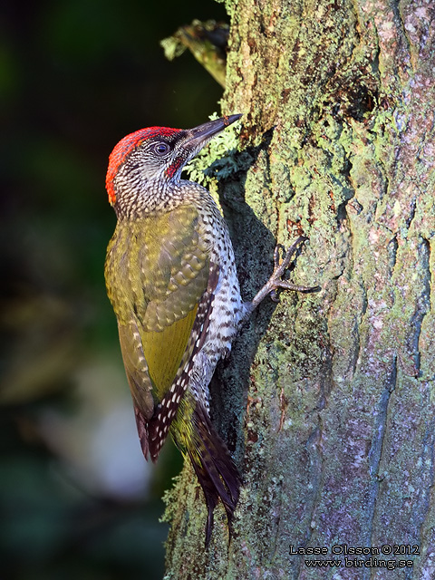 GRÖNGÖLING / EUROPEAN GREEN WOODPECKER (Picus viridis) - adult female