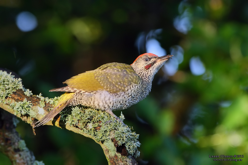 GRÖNGÖLING / EUROPEAN GREEN WOODPECKER (Picus viridis) - Stäng / Close