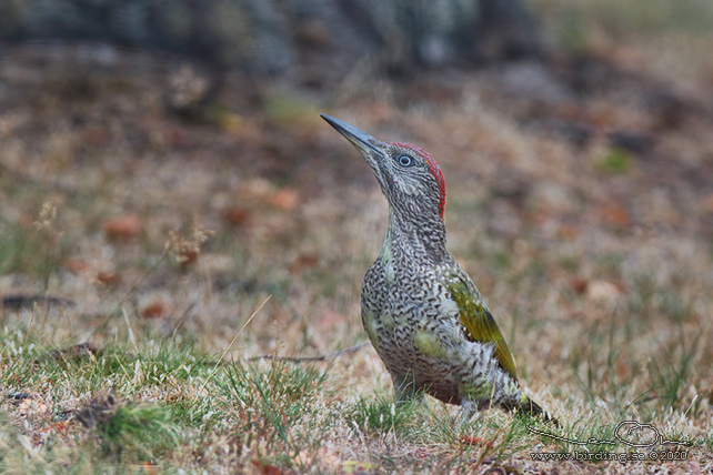 GRÖNGÖLING / EUROPEAN GREEN WOODPECKER (Picus viridis) - adult female