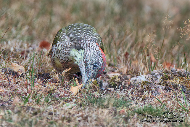 GRÖNGÖLING / EUROPEAN GREEN WOODPECKER (Picus viridis) - adult female