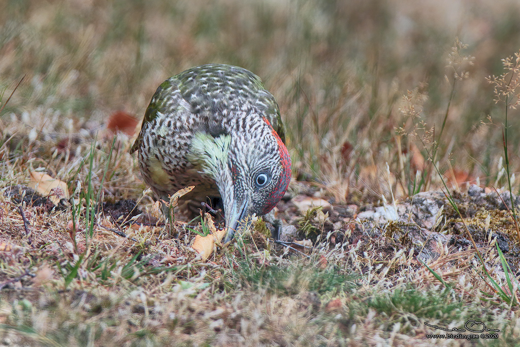 GRÖNGÖLING / EUROPEAN GREEN WOODPECKER (Picus viridis) - Stäng / Close