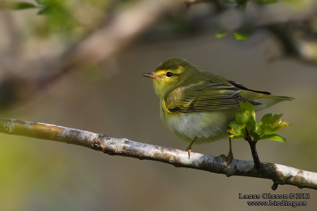 GRÖNSÅNGARE / WOOD WARBLER  (Phylloscopus sibilatrix)