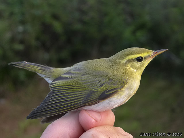 GRNSNGARE / WOOD WARBLER  (Phylloscopus sibilatrix) - stor bild / full size