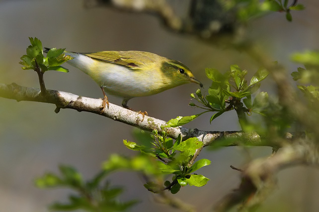 GRÖNSÅNGARE / WOOD WARBLER  (Phylloscopus sibilatrix)