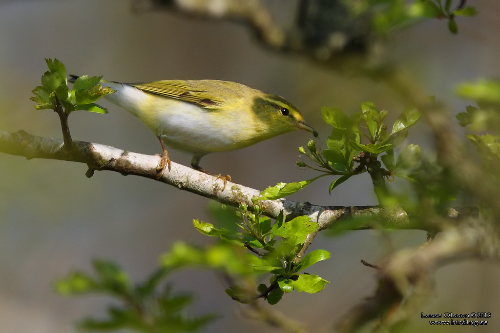 GRNSNGARE / WOOD WARBLER  (Phylloscopus sibilatrix) - Stng / Close