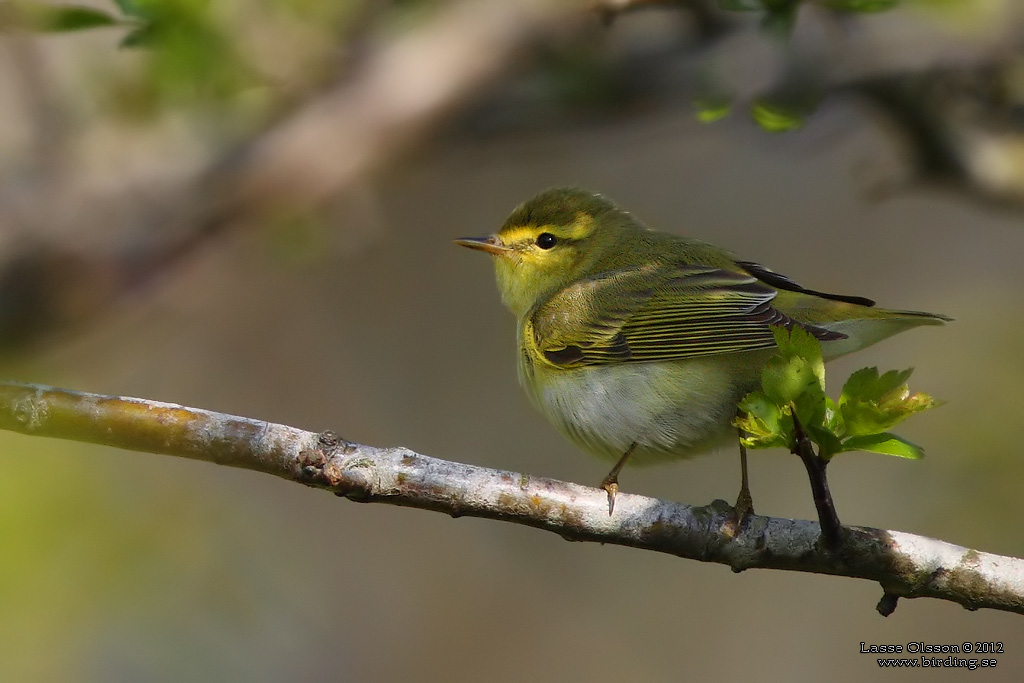 GRNSNGARE / WOOD WARBLER  (Phylloscopus sibilatrix) - Stng / Close