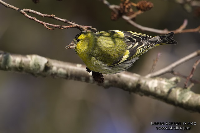 GRNSISKA / EURASIAN SISKIN  (Spinus spinus) - stor bild / full size