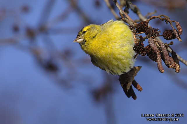 GRNSISKA / EURASIAN SISKIN  (Spinus spinus) - stor bild / full size