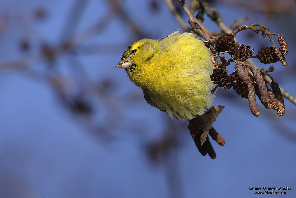 GRNSISKA / EURASIAN SISKIN  (Spinus spinus) - Stng / Close