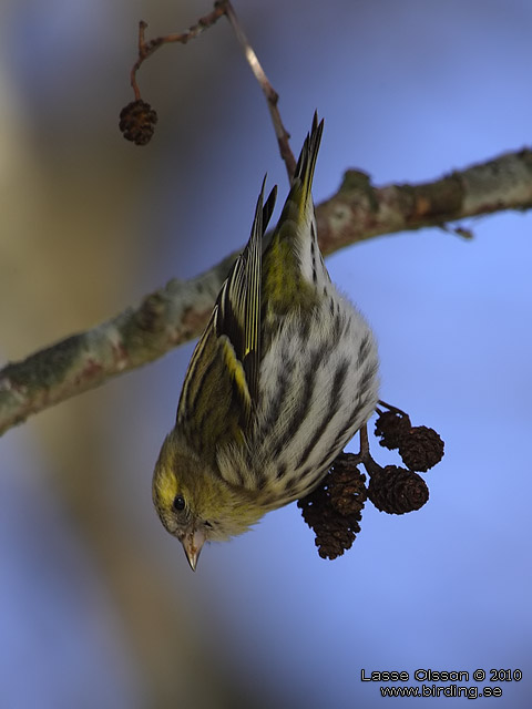 GRNSISKA / EURASIAN SISKIN  (Spinus spinus) - stor bild / full size