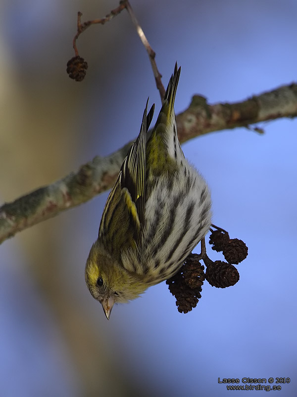 GRNSISKA / EURASIAN SISKIN  (Spinus spinus) - Stng / Close