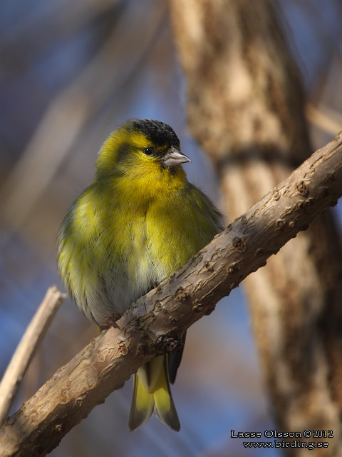 GRÖNSISKA / EURASIAN SISKIN  (Spinus spinus) - stor bild / full size