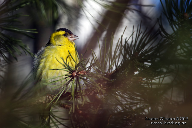 GRÖNSISKA / EURASIAN SISKIN  (Spinus spinus) - stor bild / full size