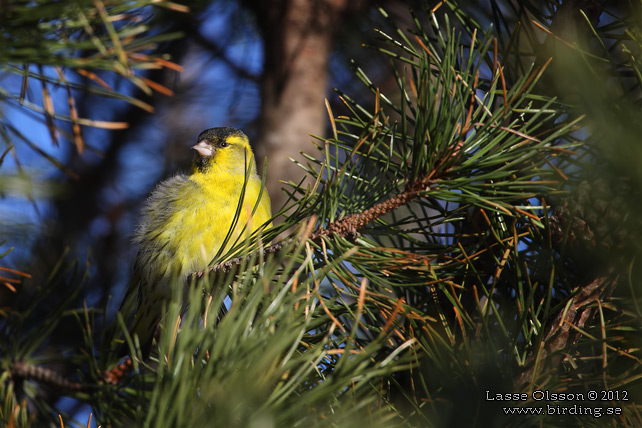 GRÖNSISKA / EURASIAN SISKIN  (Spinus spinus) - stor bild / full size