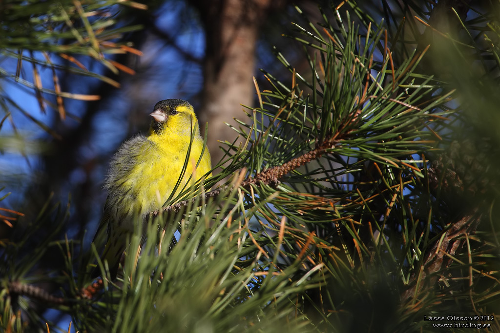 GRNSISKA / EURASIAN SISKIN  (Spinus spinus) - Stng / Close