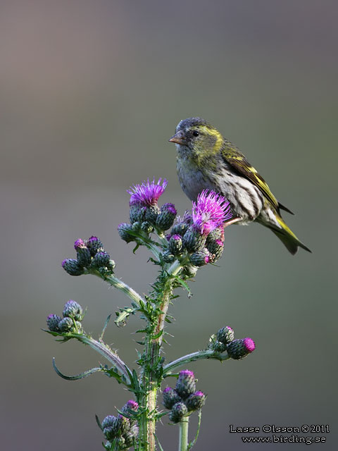 GRNSISKA / EURASIAN SISKIN  (Spinus spinus) - stor bild / full size