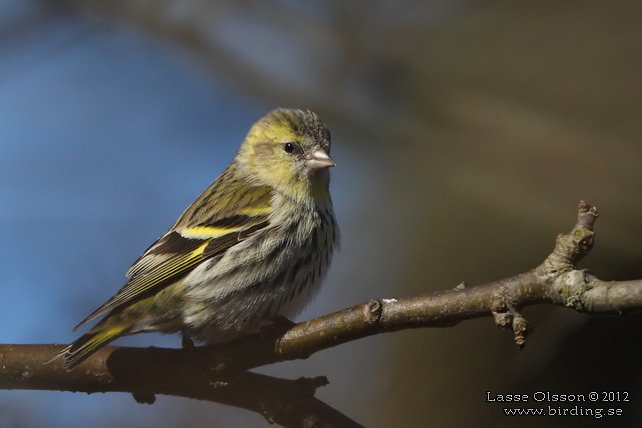 GRÖNSISKA / EURASIAN SISKIN  (Spinus spinus) - stor bild / full size