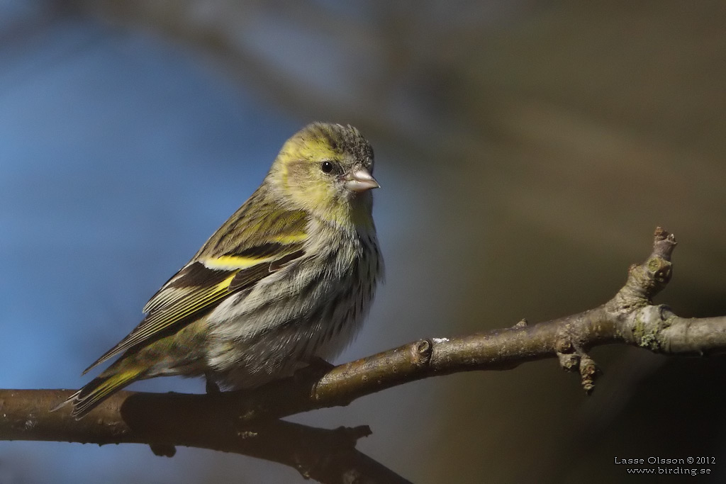 GRNSISKA / EURASIAN SISKIN  (Spinus spinus) - Stng / Close