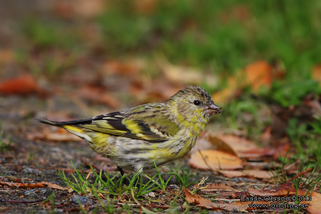 GRÖNSISKA / EURASIAN SISKIN  (Spinus spinus) - stor bild / full size