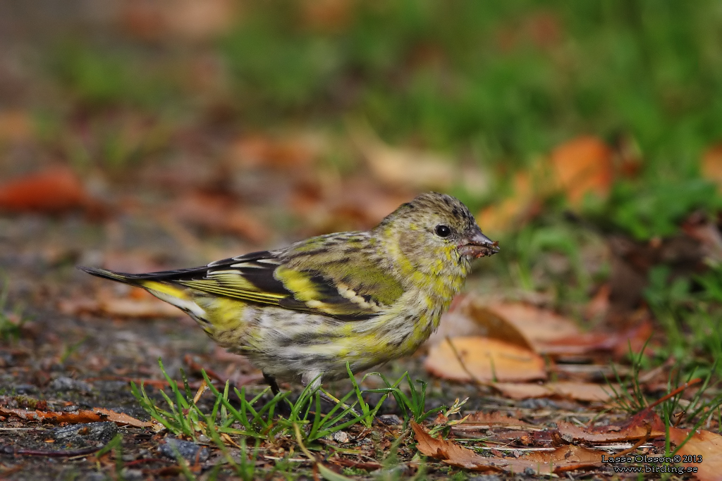 GRNSISKA / EURASIAN SISKIN  (Spinus spinus) - Stng / Close