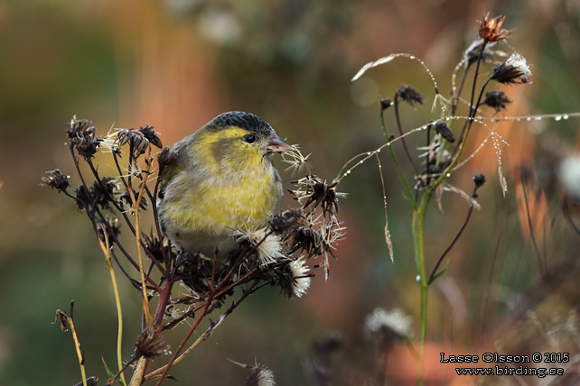 GRÖNSISKA / EURASIAN SISKIN  (Spinus spinus) - stor bild / full size