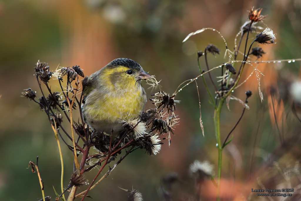 GRNSISKA / EURASIAN SISKIN  (Spinus spinus) - Stng / Close