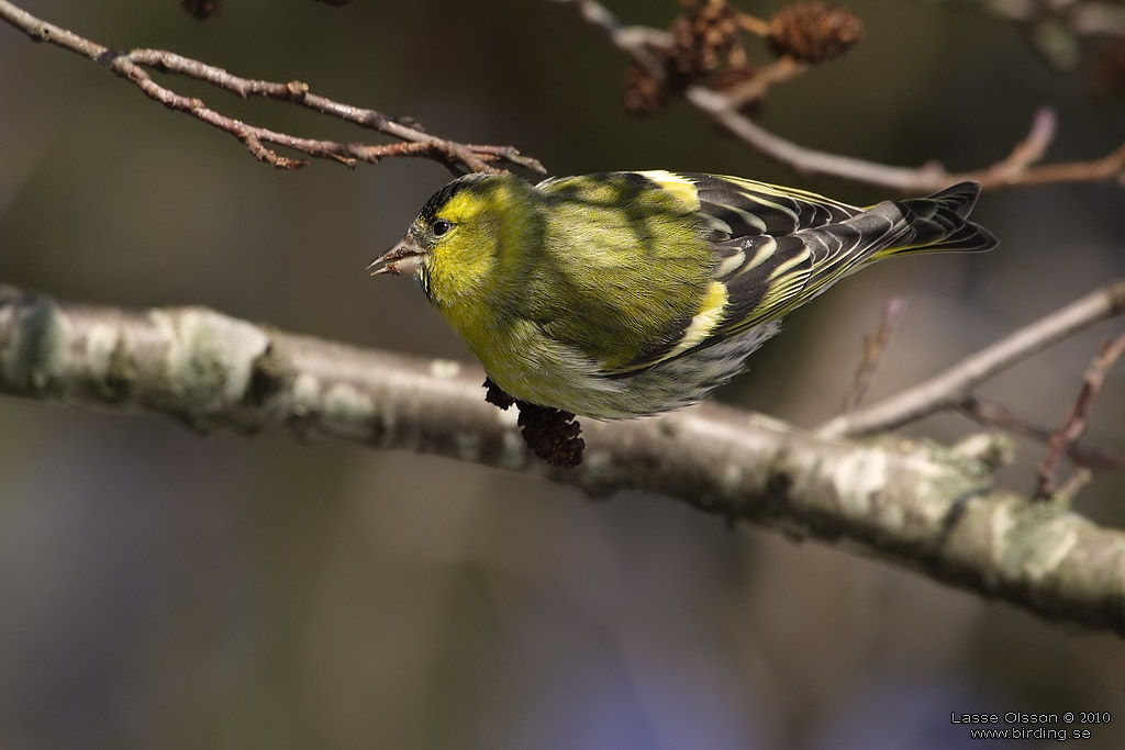 GRNSISKA / EURASIAN SISKIN  (Spinus spinus) - Stng / Close