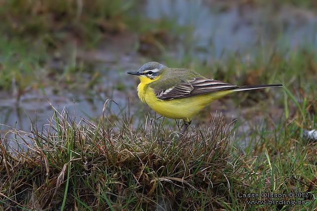 GULÄRLA / YELLOW WAGTAIL (Motacilla flava) - stor bild / full size