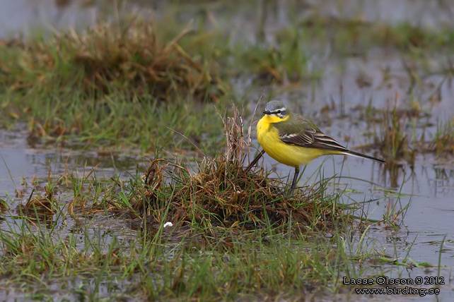 GULÄRLA / YELLOW WAGTAIL (Motacilla flava) - stor bild / full size