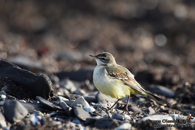 GULÄRLA / YELLOW WAGTAIL (Motacilla flava) - stor bild / full size