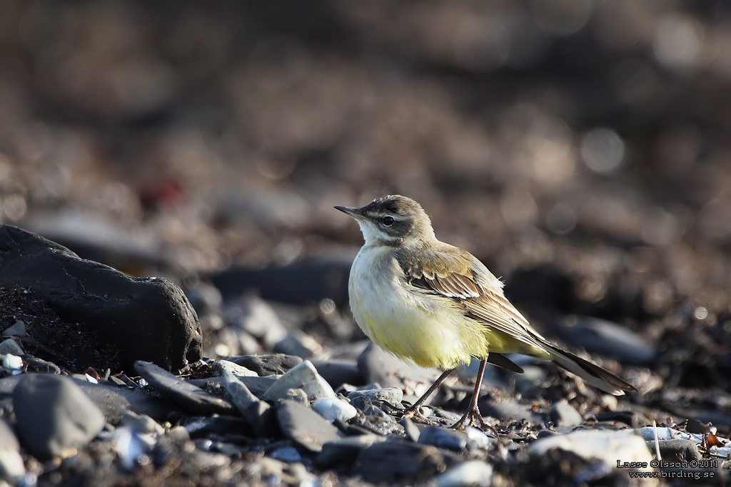 GULRLA / WESTERN YELLOW WAGTAIL (Motacilla flava) - Stng / Close