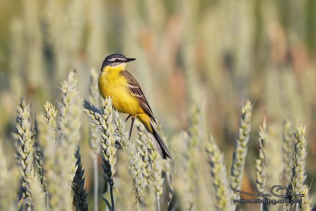 GULÄRLA / YELLOW WAGTAIL (Motacilla flava) - stor bild / full size