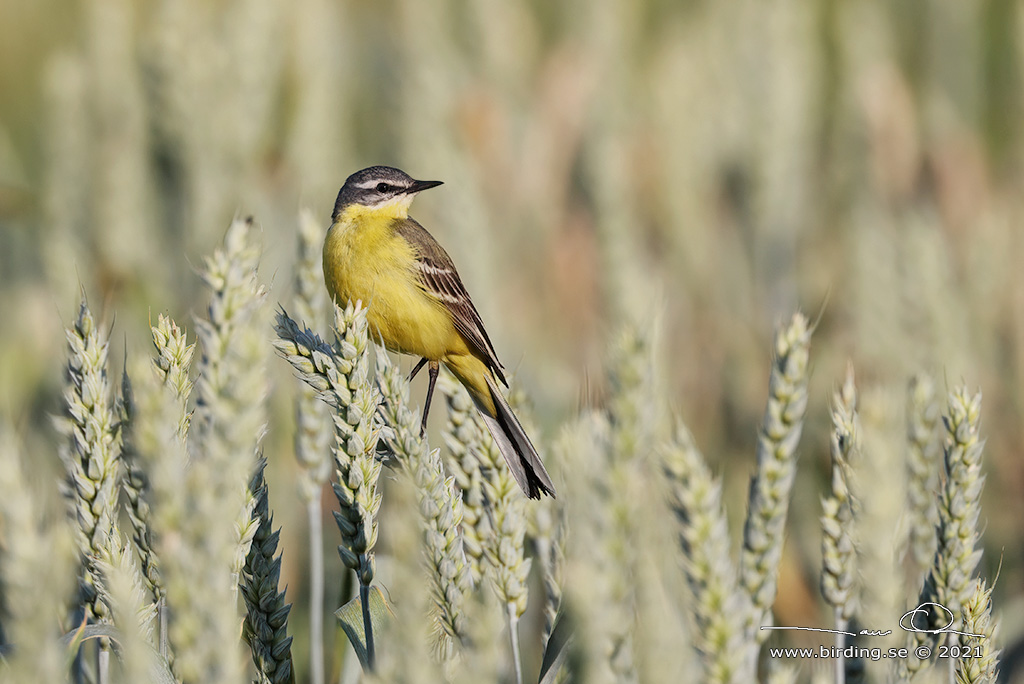 GULRLA / WESTERN YELLOW WAGTAIL (Motacilla flava) - Stng / Close