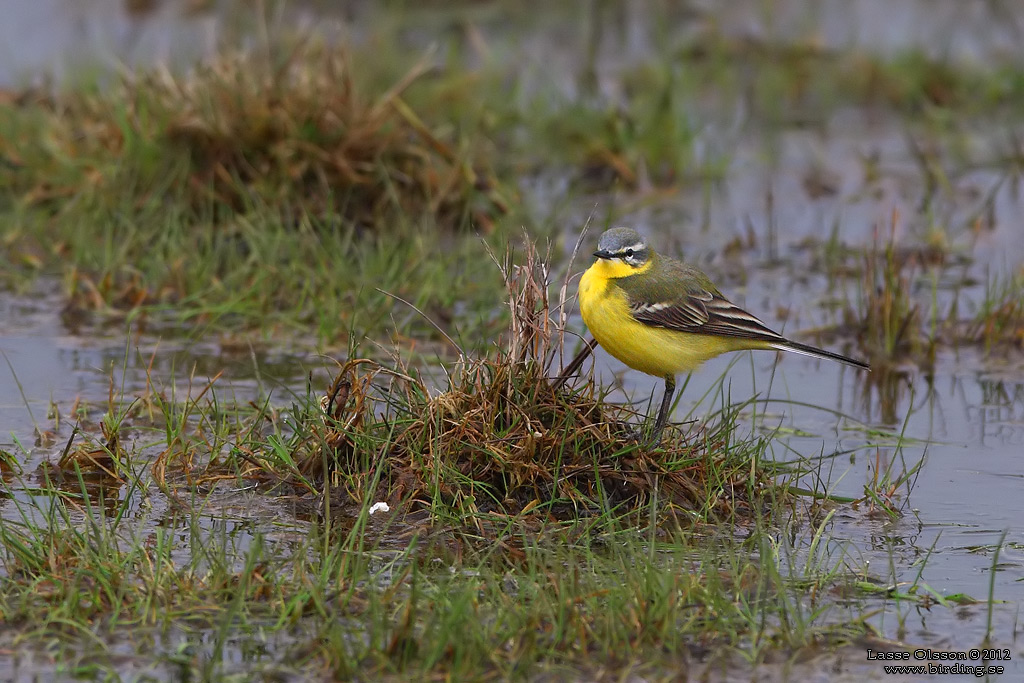 GULRLA / WESTERN YELLOW WAGTAIL (Motacilla flava) - Stng / Close
