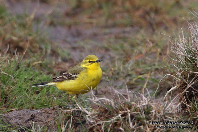 GULÄRLA / YELLOW WAGTAIL (Motacilla flava) - stor bild / full size