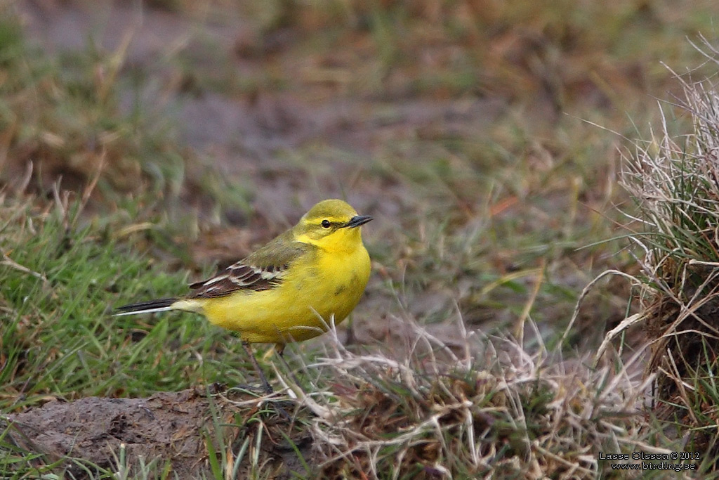 GULRLA / WESTERN YELLOW WAGTAIL (Motacilla flava) - Stng / Close