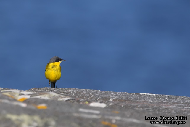 GULÄRLA / YELLOW WAGTAIL (Motacilla flava) - stor bild / full size