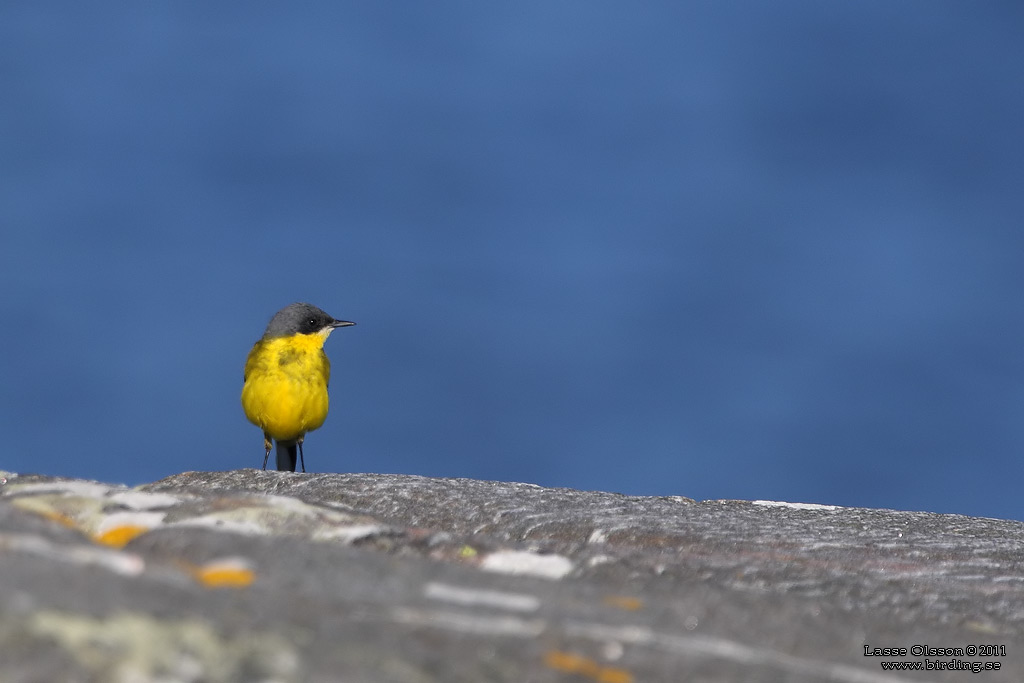 GULRLA / WESTERN YELLOW WAGTAIL (Motacilla flava) - Stng / Close