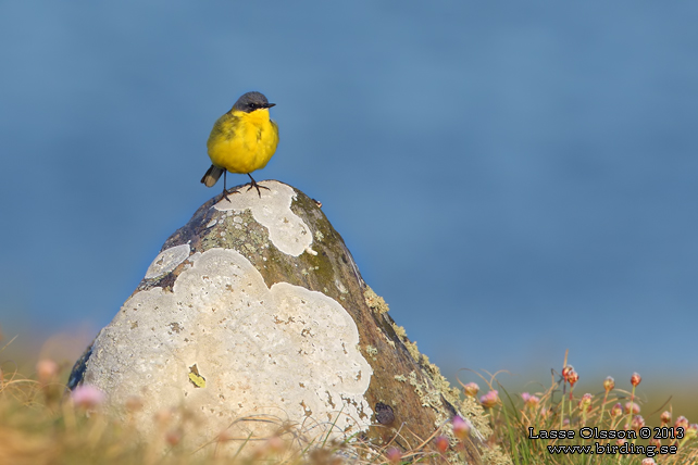 GULÄRLA / YELLOW WAGTAIL (Motacilla flava) - stor bild / full size